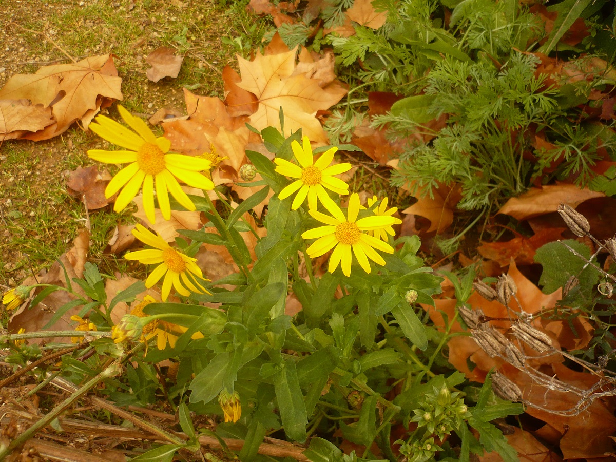 Glebionis segetum (Asteraceae)